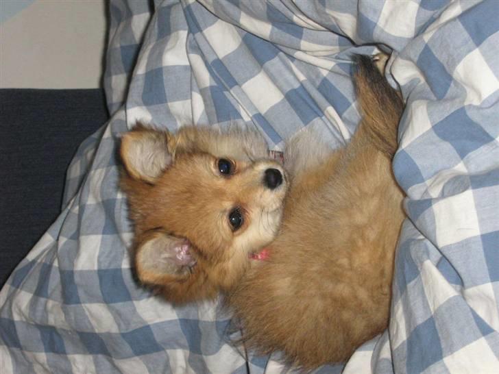 Blanding af racer Nala - og her putter vi lige lidt..  billede 11