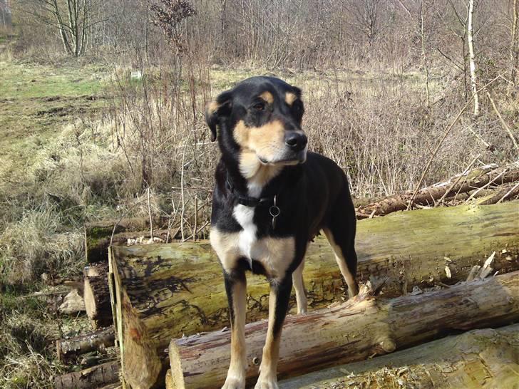 Blanding af racer Mickey billede 1