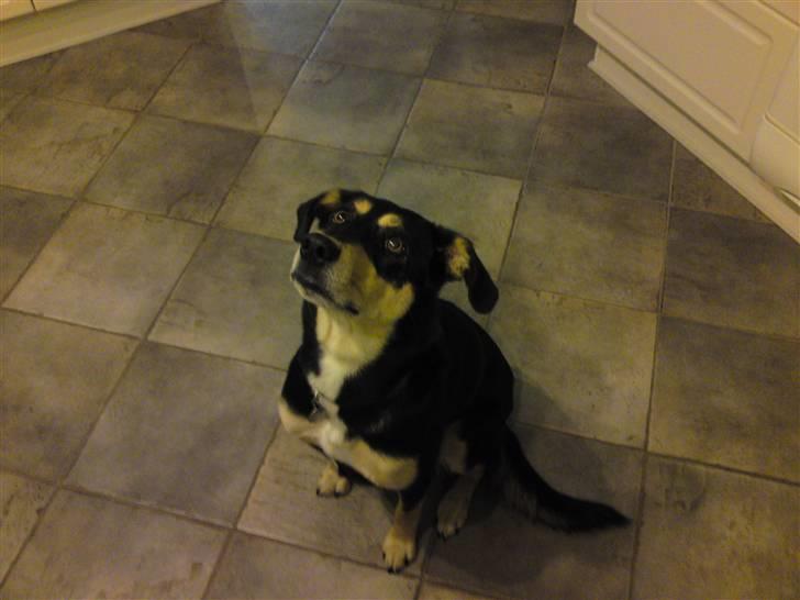 Blanding af racer Mickey billede 2