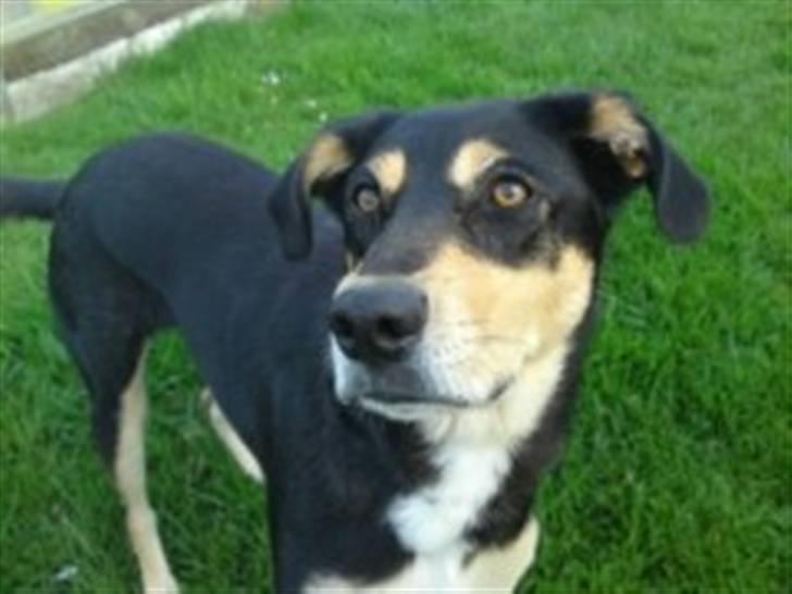 Blanding af racer Mickey billede 3