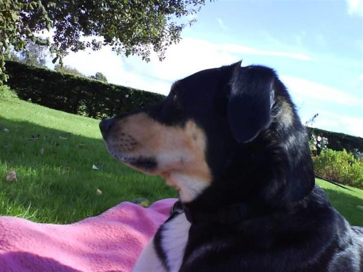 Blanding af racer Mickey billede 4