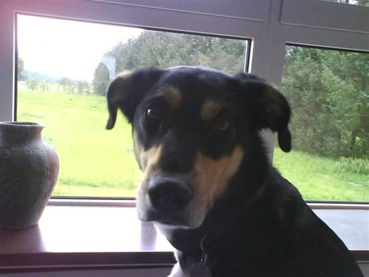 Blanding af racer Mickey billede 5