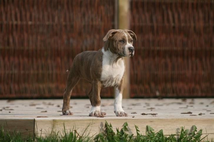 Amerikansk staffordshire terrier Robin billede 1
