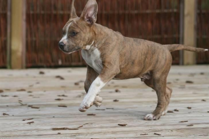 Amerikansk staffordshire terrier Robin billede 2
