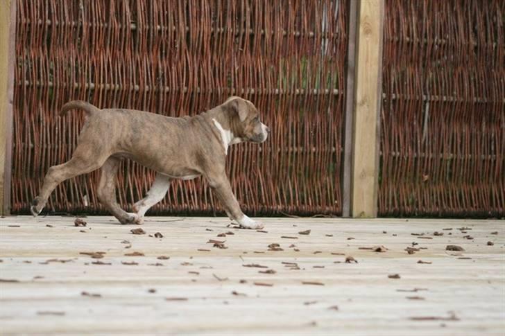 Amerikansk staffordshire terrier Robin billede 3