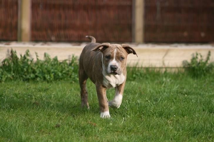 Amerikansk staffordshire terrier Robin billede 4