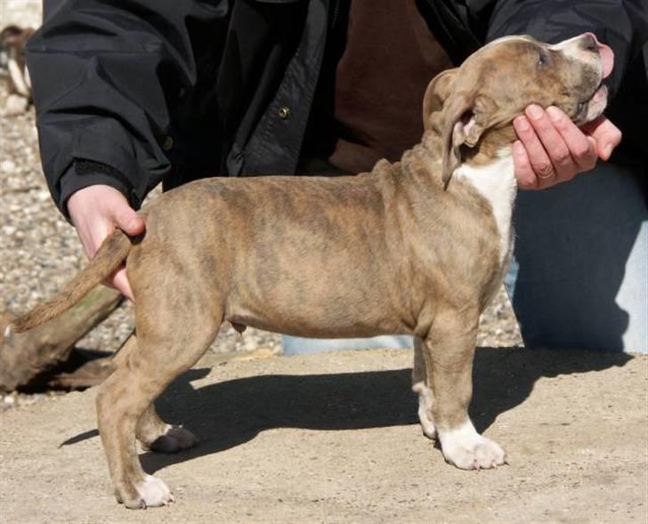 Amerikansk staffordshire terrier Robin billede 5