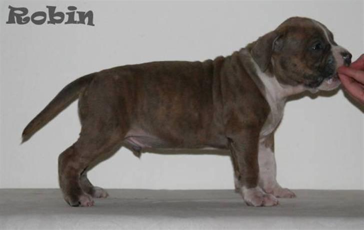 Amerikansk staffordshire terrier Robin billede 6