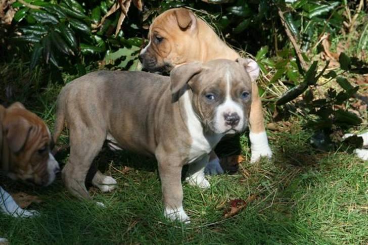 Amerikansk staffordshire terrier Robin billede 7