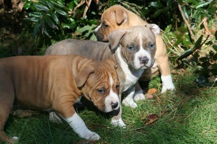 Amerikansk staffordshire terrier Robin billede 8