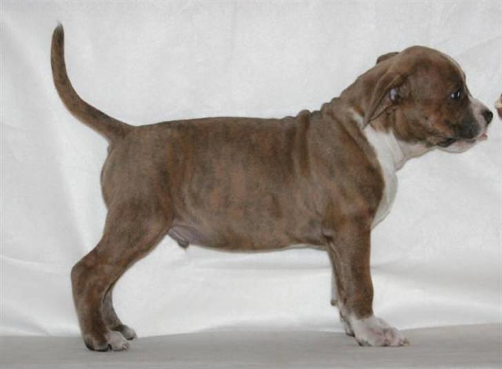 Amerikansk staffordshire terrier Robin billede 9