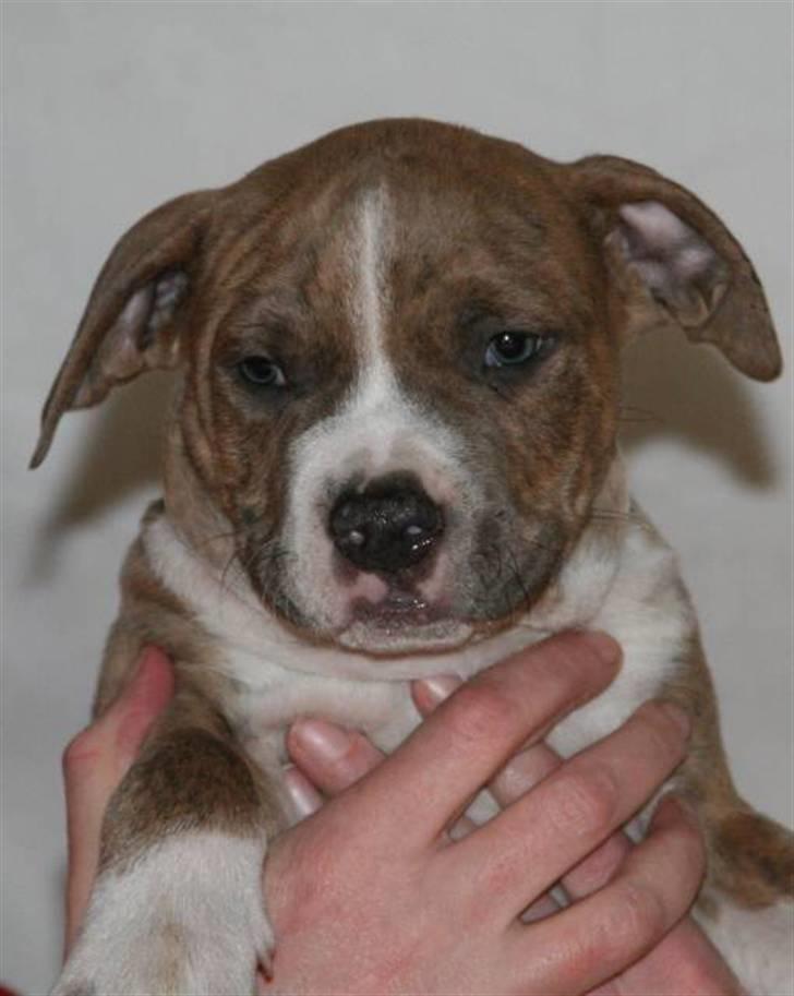 Amerikansk staffordshire terrier Robin billede 10
