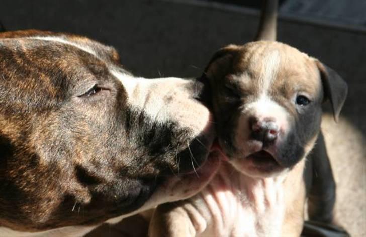 Amerikansk staffordshire terrier Robin billede 11