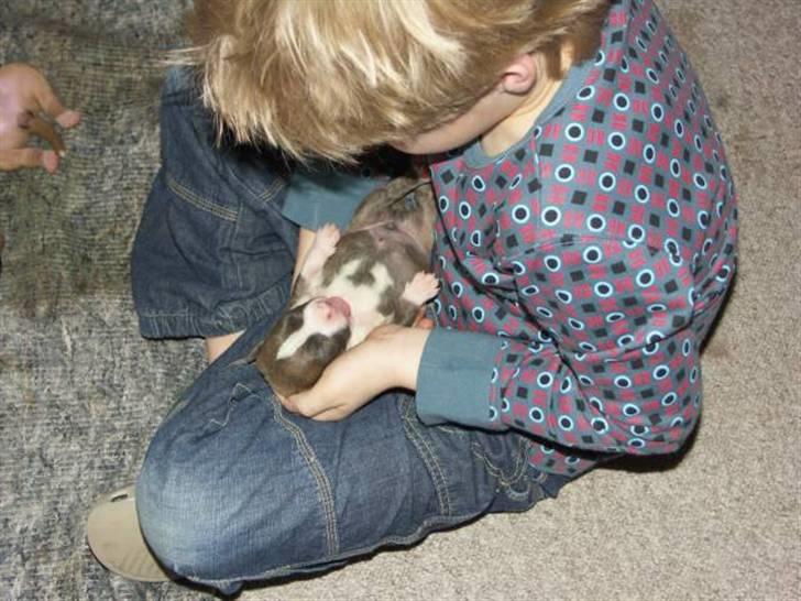 Amerikansk staffordshire terrier Robin billede 12