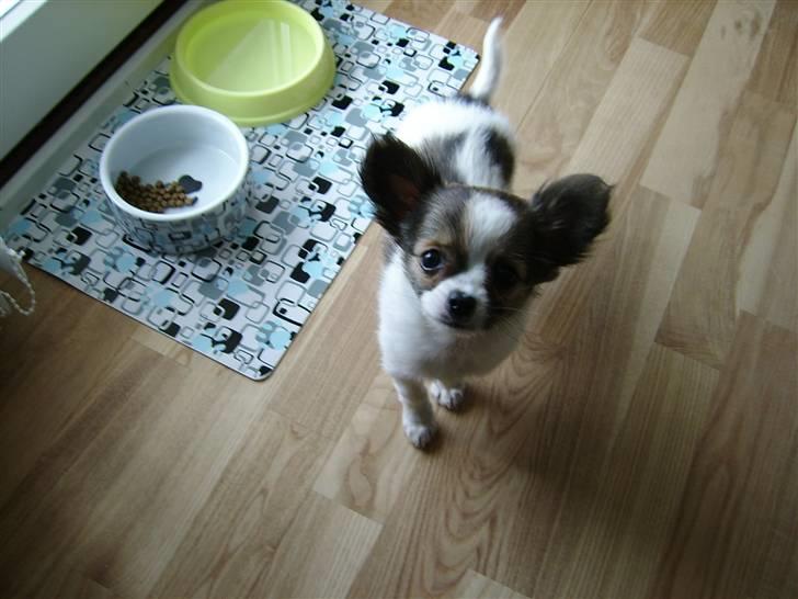 Chihuahua .•:*¨¨*:•.Mille.•:*¨¨*:• billede 6
