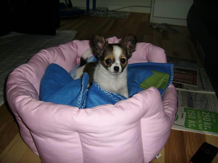 Chihuahua .•:*¨¨*:•.Mille.•:*¨¨*:• billede 7