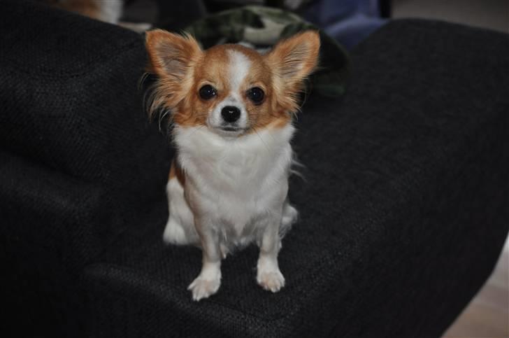 Chihuahua .•:*¨¨*:•.Mille.•:*¨¨*:• billede 8