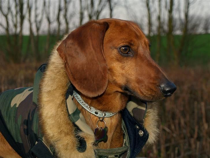 Dværggravhund Poul Herman billede 2