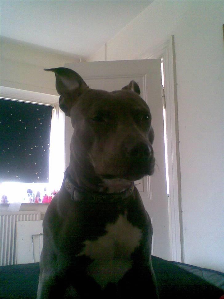 Amerikansk staffordshire terrier Kenzoo billede 7