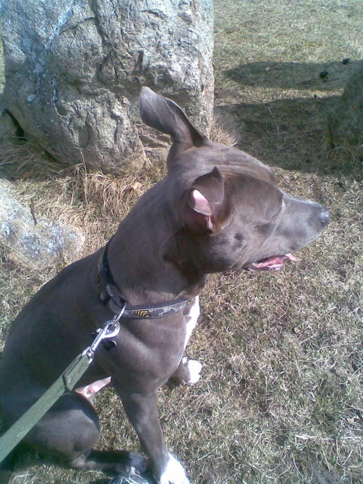 Amerikansk staffordshire terrier Kenzoo billede 8