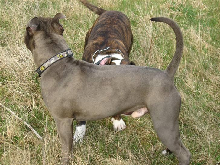 Amerikansk staffordshire terrier Kenzoo billede 9