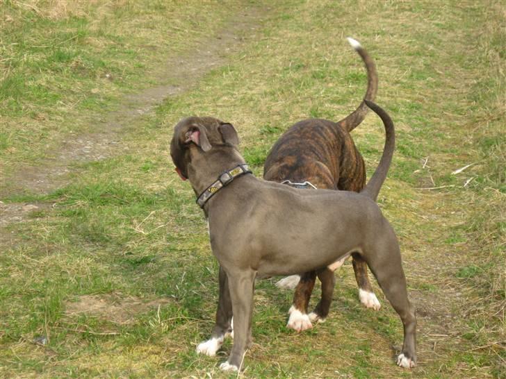 Amerikansk staffordshire terrier Kenzoo billede 10