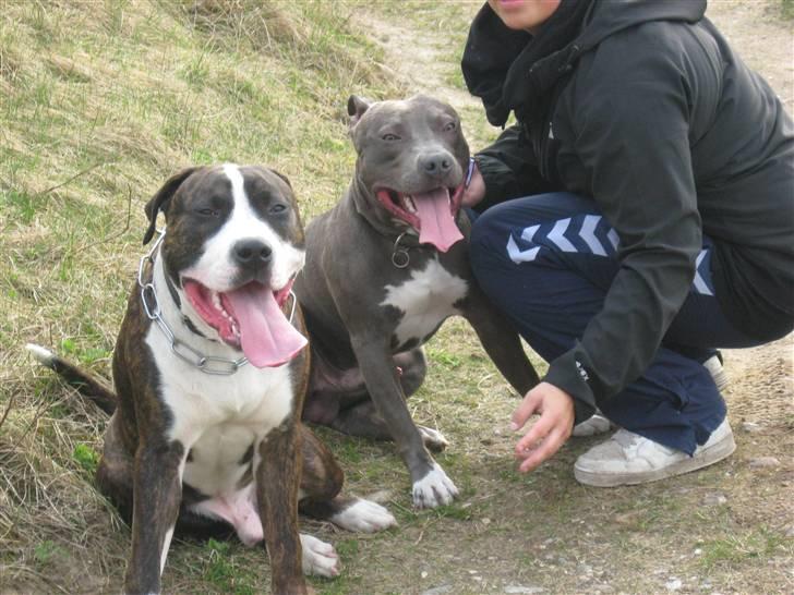 Amerikansk staffordshire terrier Kenzoo billede 11