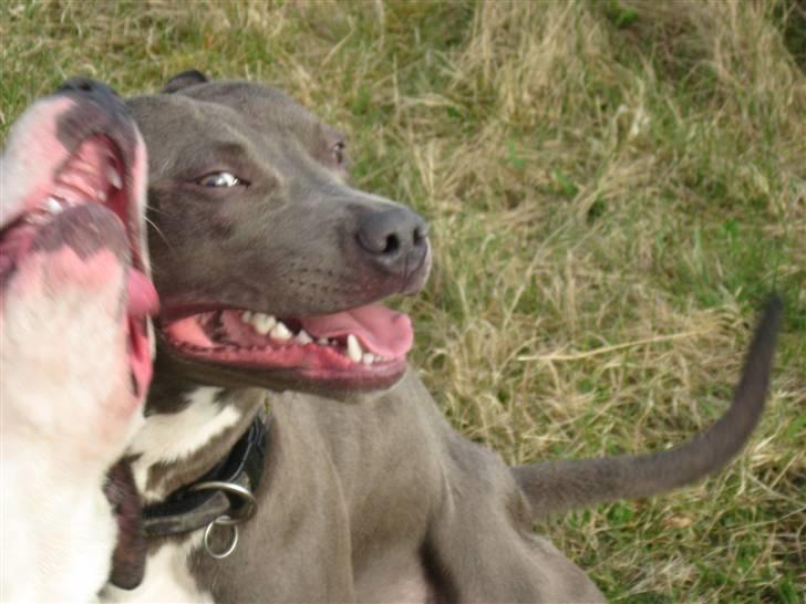 Amerikansk staffordshire terrier Kenzoo billede 12