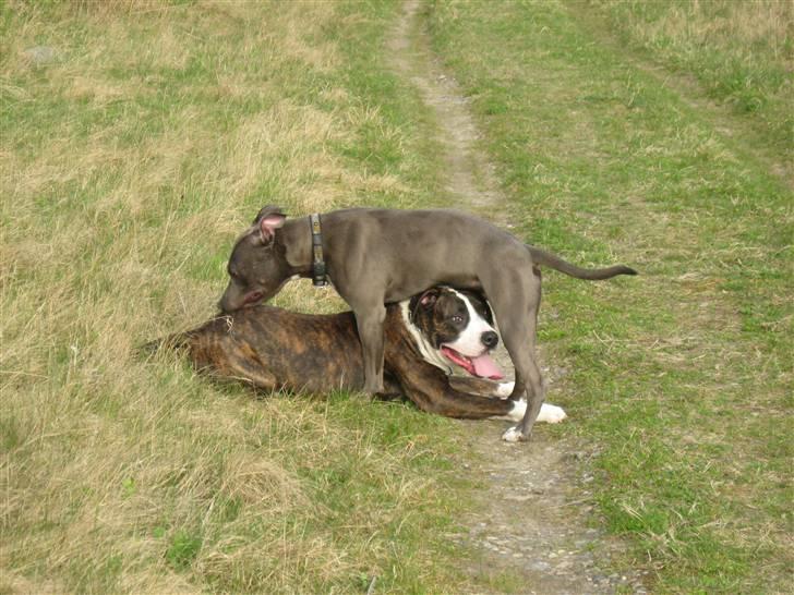 Amerikansk staffordshire terrier Kenzoo billede 13