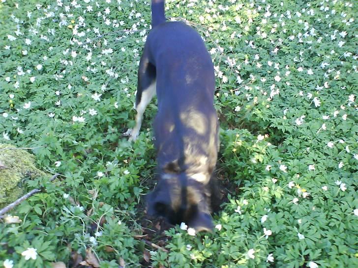 Blanding af racer Mickey billede 6