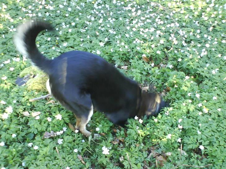 Blanding af racer Mickey billede 7