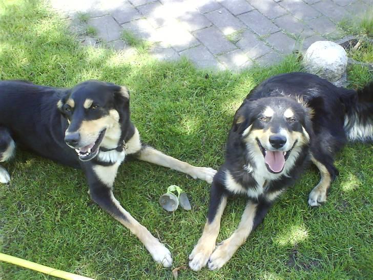 Blanding af racer Mickey - Mickey til venstre og hendes søn Kaj til højre billede 8