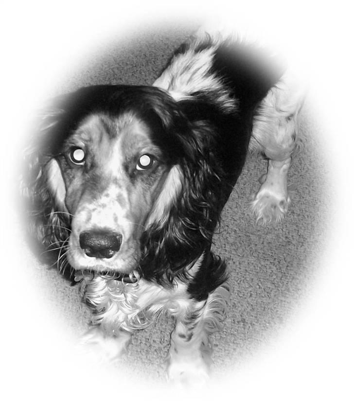 Cocker spaniel Felix billede 11