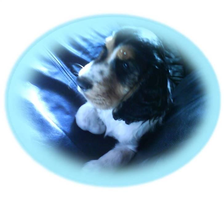 Cocker spaniel Felix billede 12