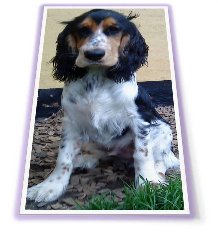 Cocker spaniel Felix billede 13