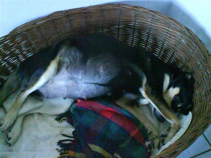 Blanding af racer Mickey - Er gravid med sit første kult billede 9