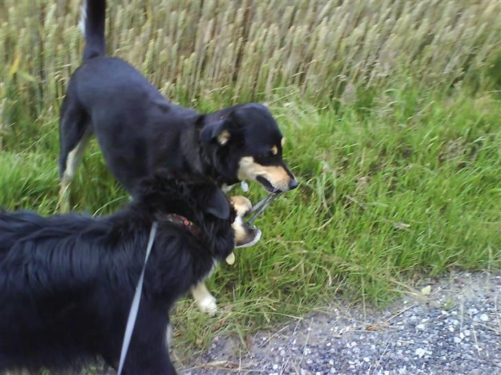 Blanding af racer Mickey - Mickey leger med sin søn billede 10