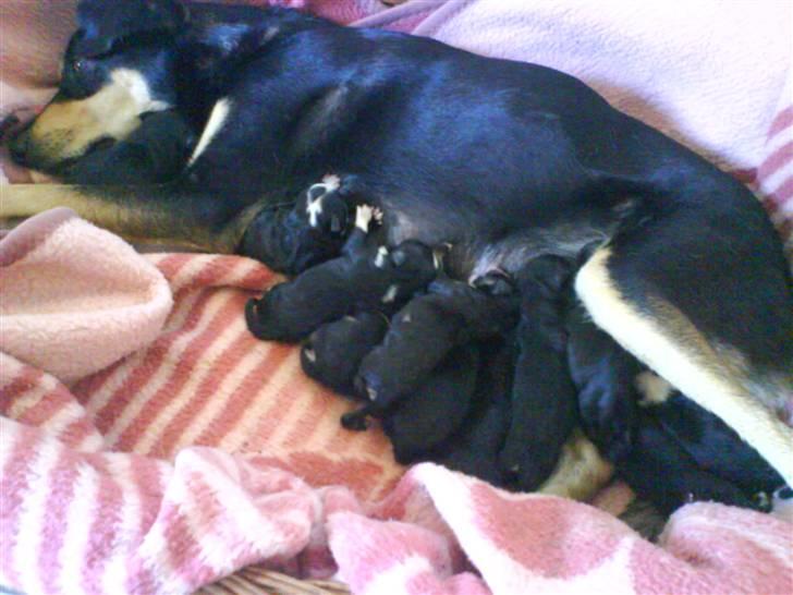 Blanding af racer Mickey billede 11