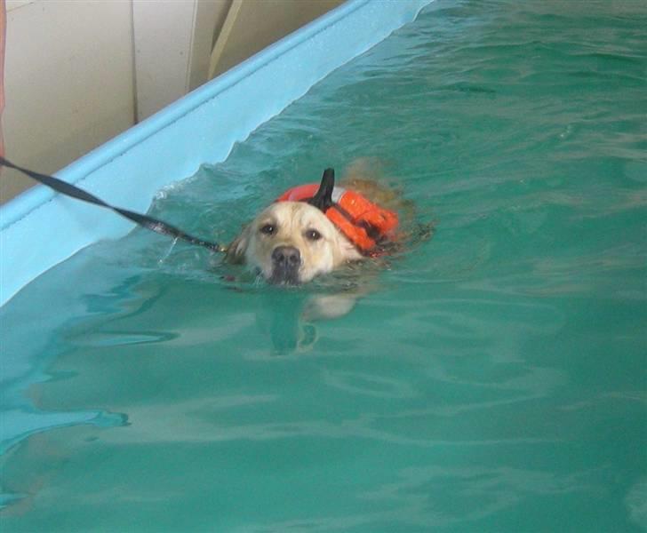 Golden retriever Emma  billede 9