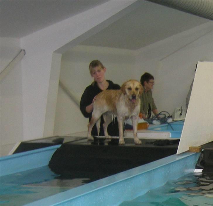 Golden retriever Emma  billede 10