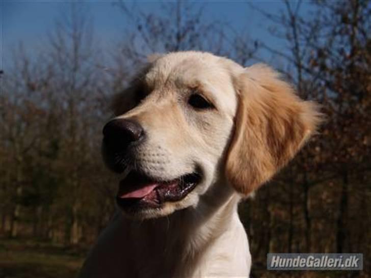 Golden retriever Nova billede 3