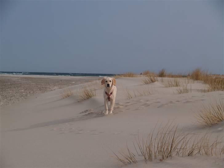 Golden retriever Nova billede 4