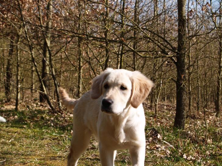 Golden retriever Nova billede 5