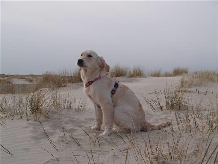 Golden retriever Nova billede 6