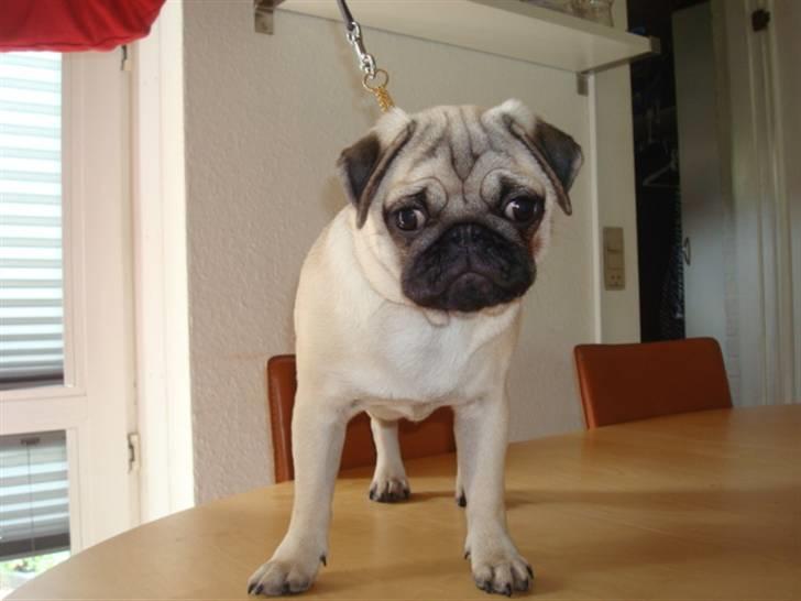 Mops Diva billede 9