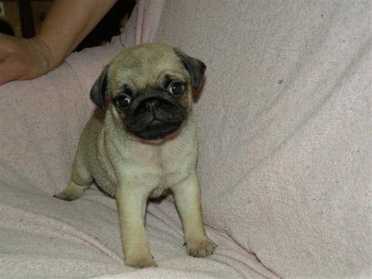 Mops Diva billede 10