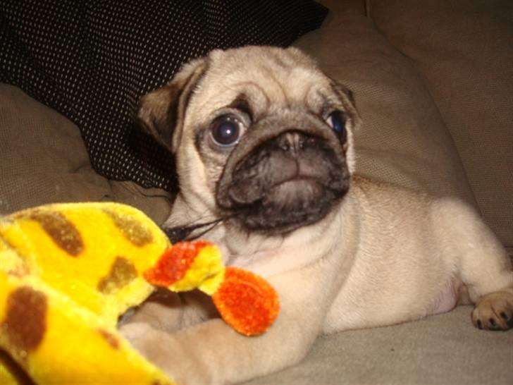 Mops Diva billede 11