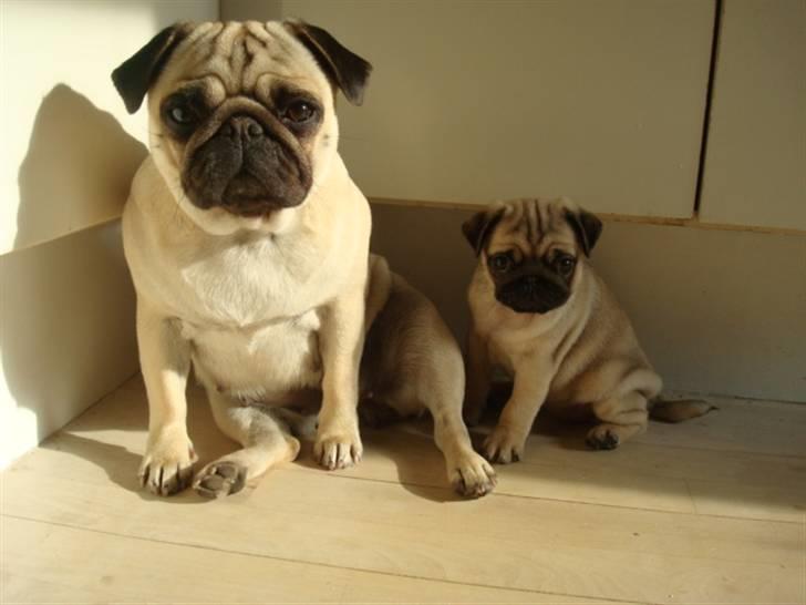 Mops Diva billede 12