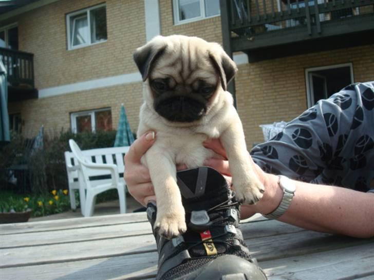 Mops Diva billede 13