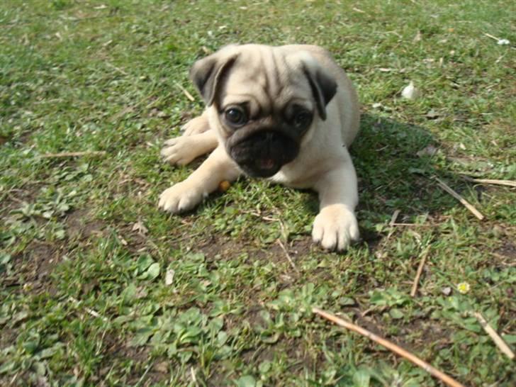 Mops Diva billede 14